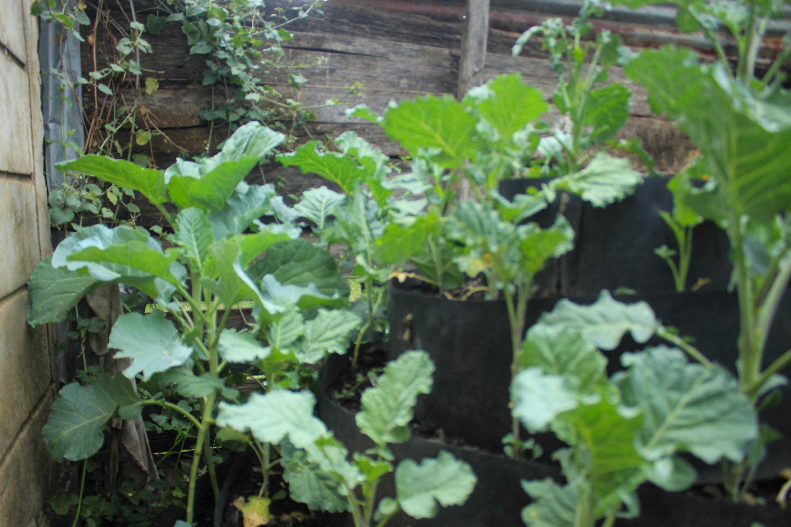 Kamakowa Jamtaka CBO urban Agriculture in the circular economy